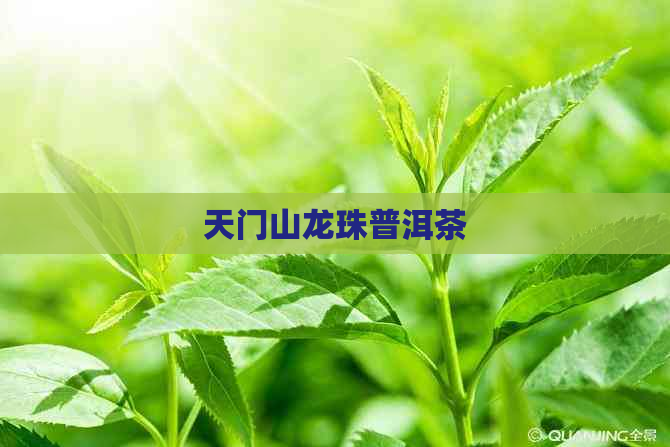 天门山龙珠普洱茶