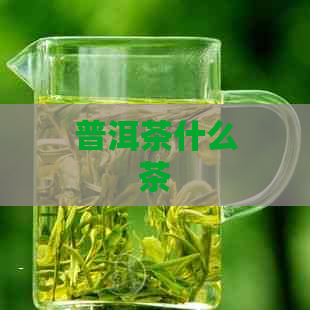 普洱茶什么茶