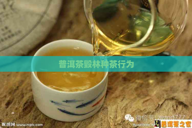 普洱茶毁林种茶行为