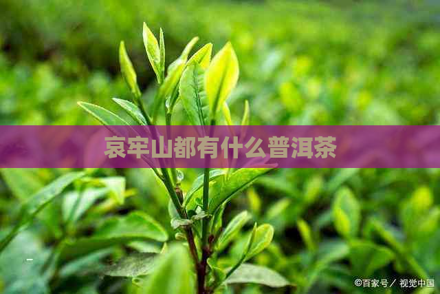 哀牢山都有什么普洱茶