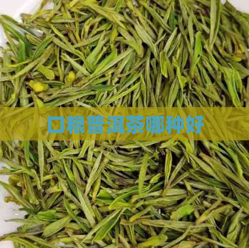 口粮普洱茶哪种好