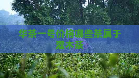 华茶一号价格哪些茶属于灌木茶