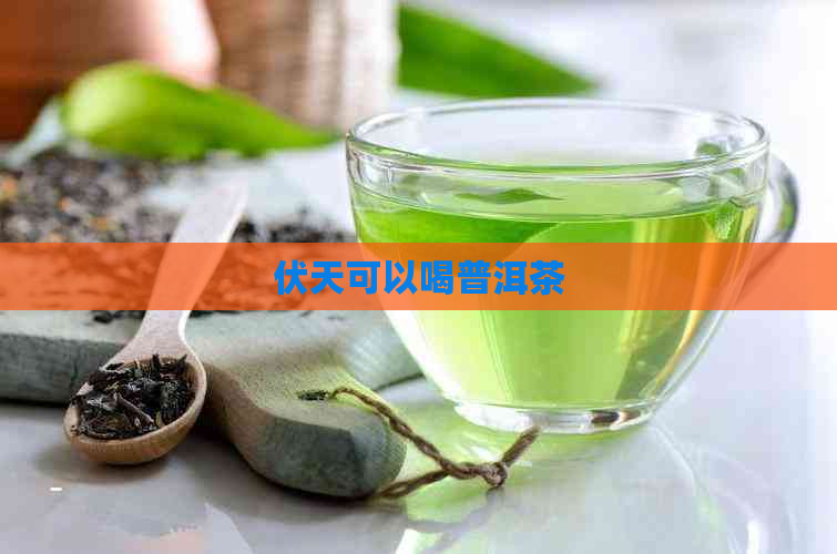 伏天可以喝普洱茶