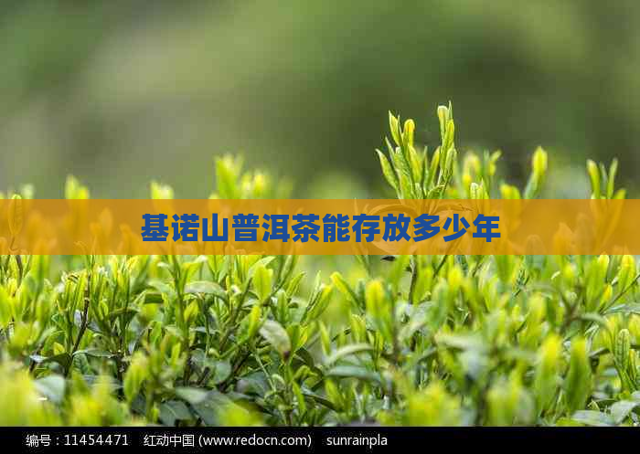 基诺山普洱茶能存放多少年