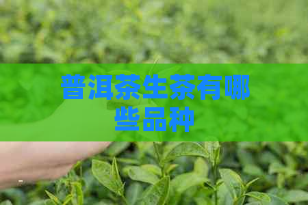 普洱茶生茶有哪些品种