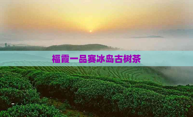 福霞一品赛冰岛古树茶