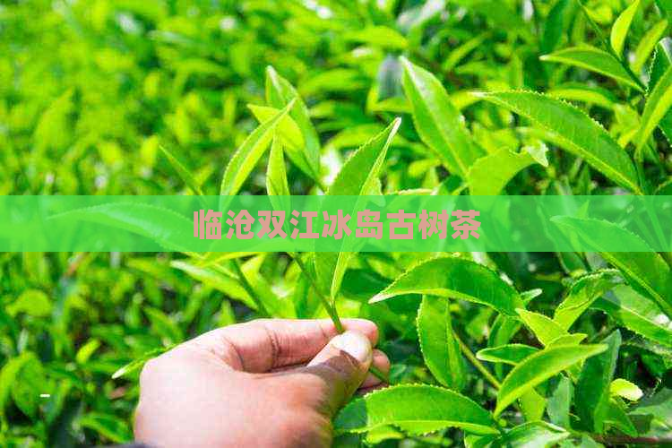 临沧双江冰岛古树茶