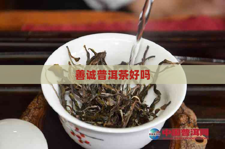 善诚普洱茶好吗