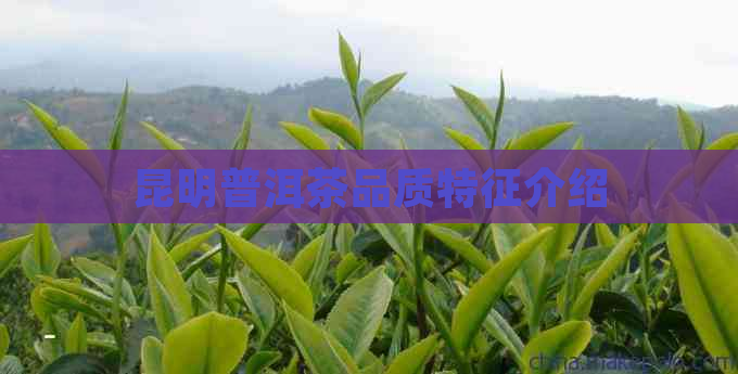 昆明普洱茶品质特征介绍