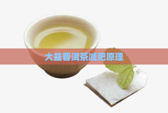 大益普洱茶减肥原理