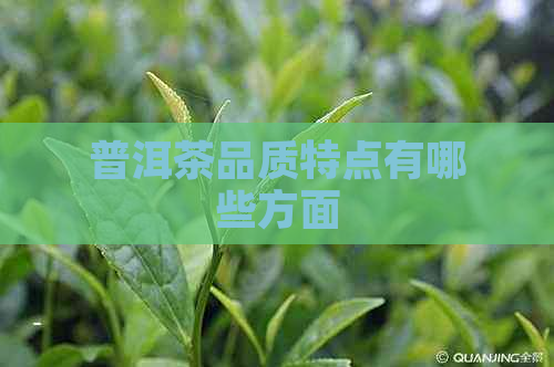 普洱茶品质特点有哪些方面