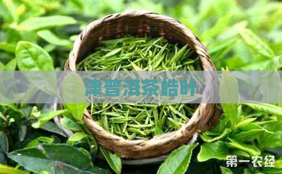 津普洱茶皓叶