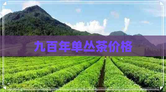 九百年单丛茶价格