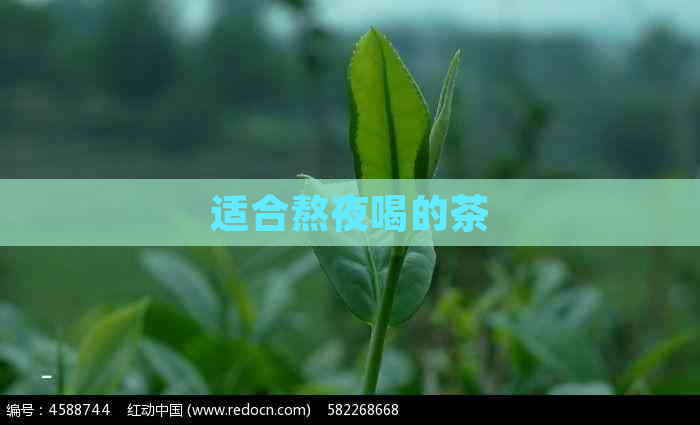 适合熬夜喝的茶