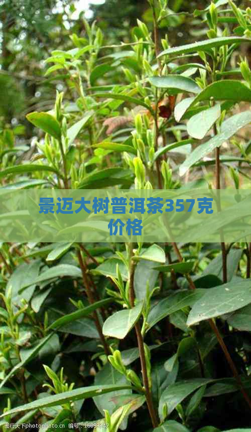 景迈大树普洱茶357克价格