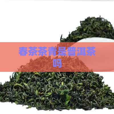 春茶茶青是普洱茶吗