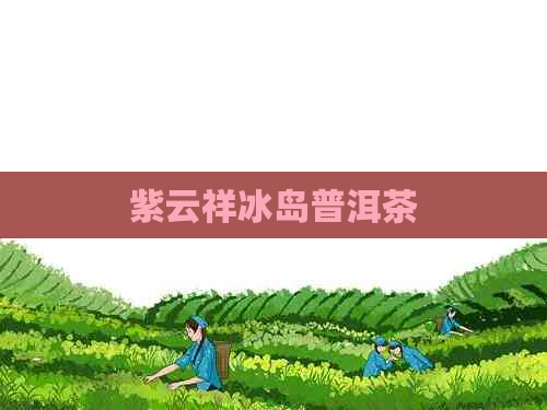 紫云祥冰岛普洱茶