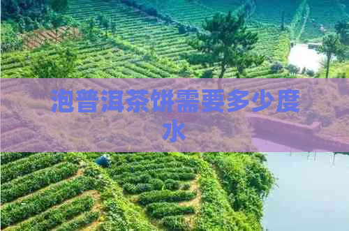 泡普洱茶饼需要多少度水