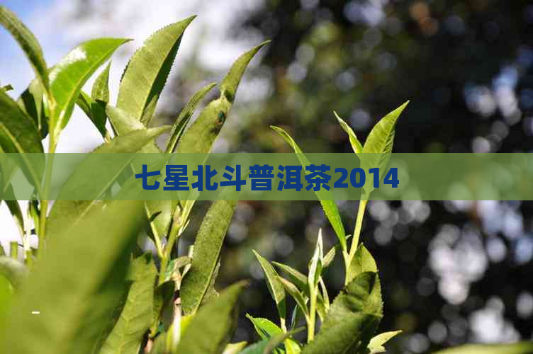 七星北斗普洱茶2014