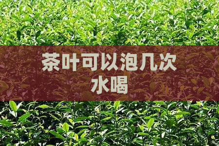 茶叶可以泡几次水喝