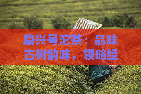 鼎兴号沱茶：品味古树韵味，领略经典茗香