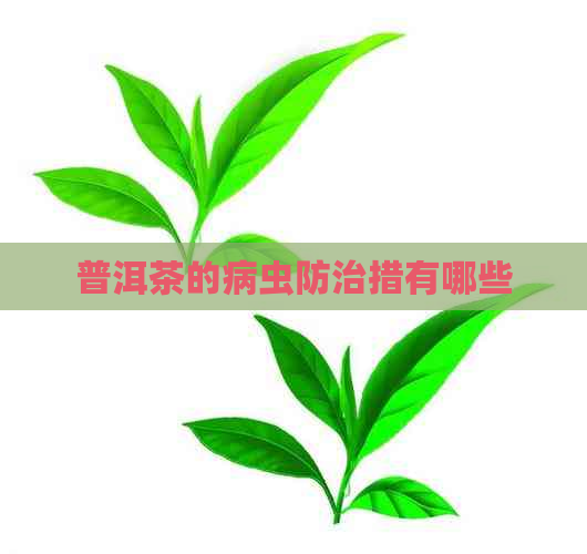 普洱茶的病虫防治措有哪些