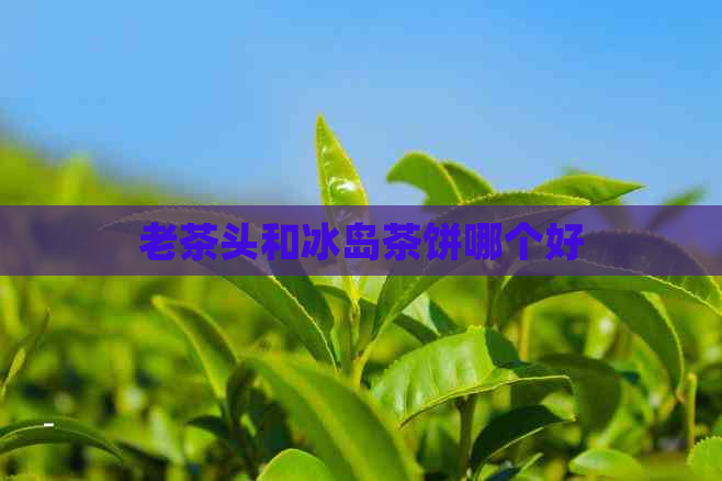 老茶头和冰岛茶饼哪个好