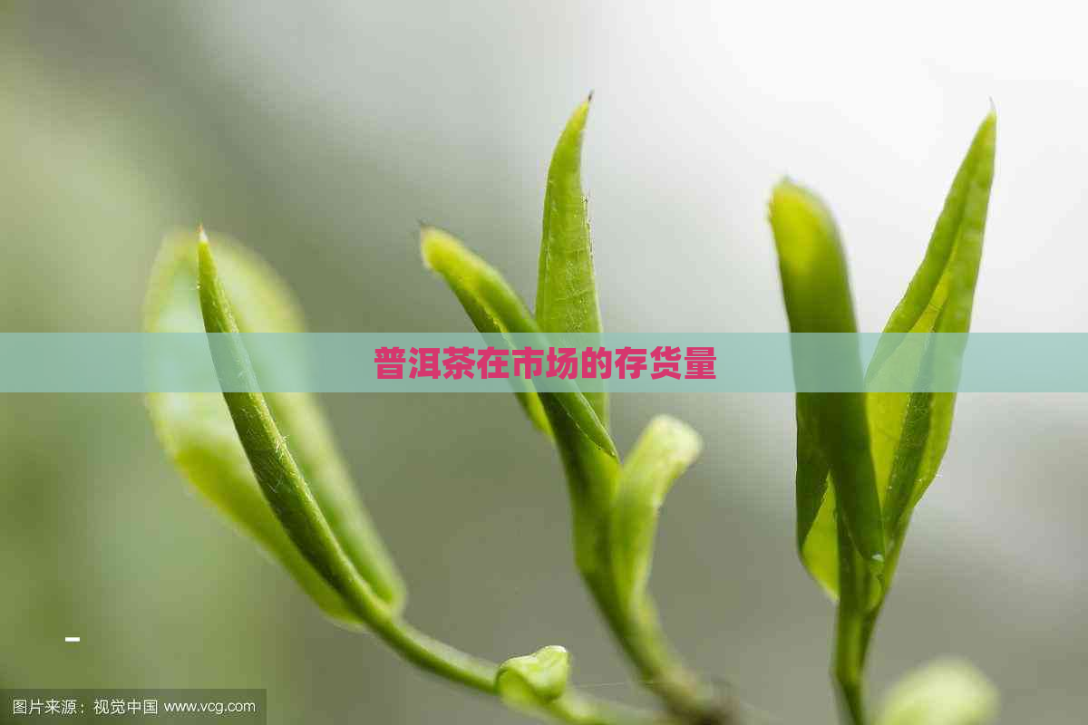 普洱茶在市场的存货量