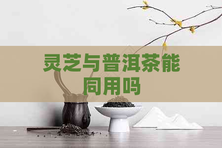 灵芝与普洱茶能同用吗