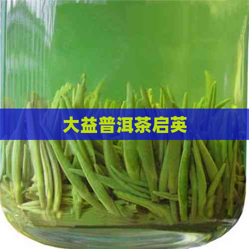 大益普洱茶启英