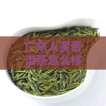 广东人买普洱茶怎么样