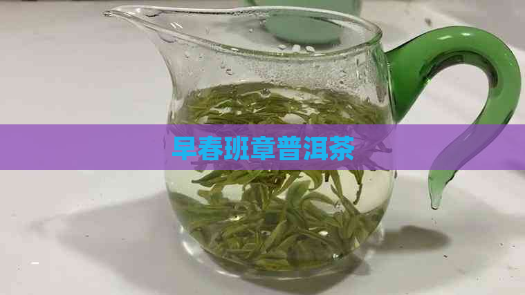 早春班章普洱茶