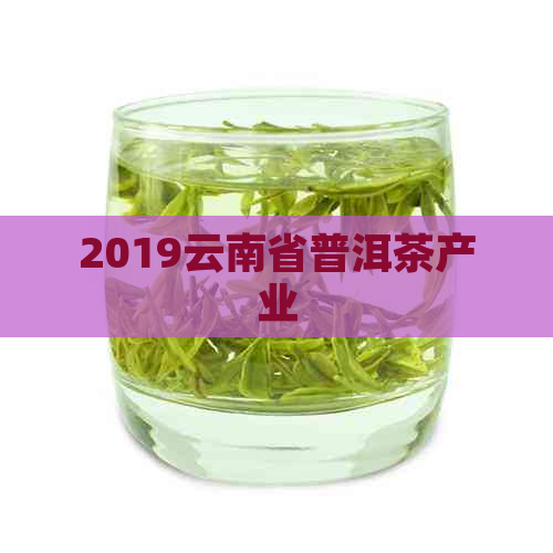 2019云南省普洱茶产业