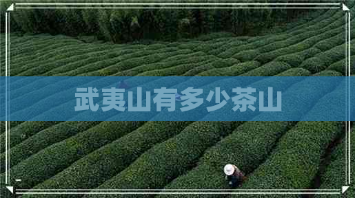 武夷山有多少茶山