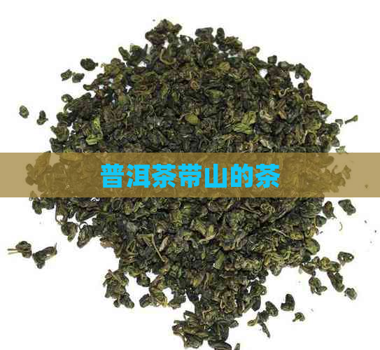 普洱茶带山的茶