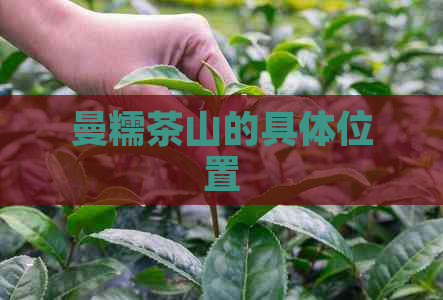 曼糯茶山的具     置