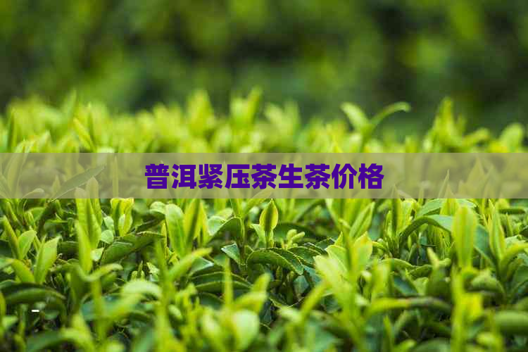 普洱紧压茶生茶价格