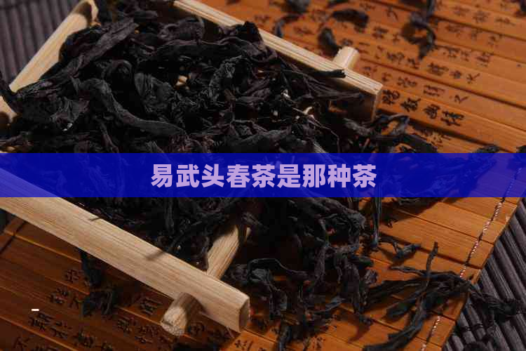 易武头春茶是那种茶