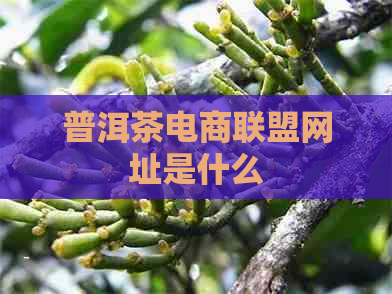 普洱茶电商联盟网址是什么