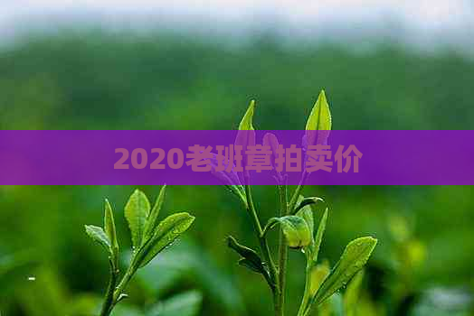 2020老班章拍卖价