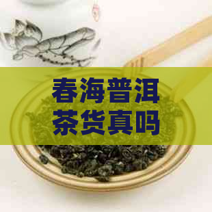 春海普洱茶货真吗是假的