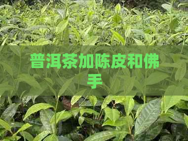 普洱茶加陈皮和佛手