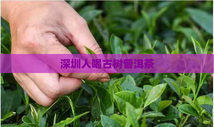 深圳人喝古树普洱茶