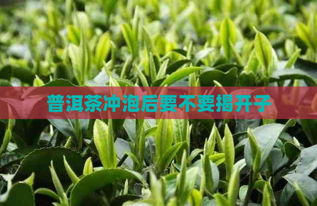 普洱茶冲泡后要不要揭开子