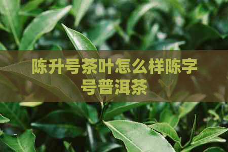 陈升号茶叶怎么样陈字号普洱茶