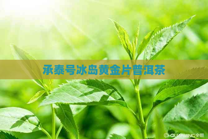 承泰号冰岛黄金片普洱茶