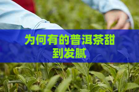 为何有的普洱茶甜到发腻