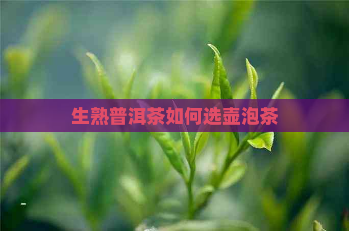 生熟普洱茶如何选壶泡茶