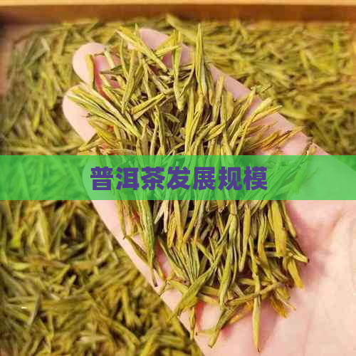 普洱茶发展规模