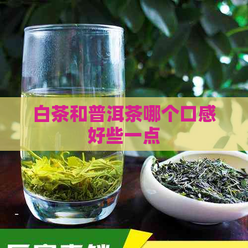 白茶和普洱茶哪个口感好些一点